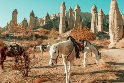 MASALSI KAPADOKYA TURU